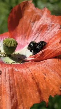 Böcek çiftleşmesi. Kırmızı çiçekli böcekler. Melolontha. Melolontha üremesi