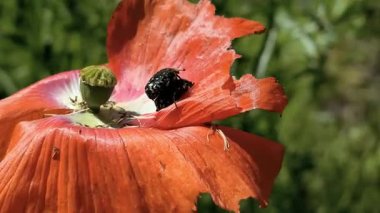 Böcek çiftleşmesi. Kırmızı çiçekli böcekler. Melolontha. Melolontha üremesi