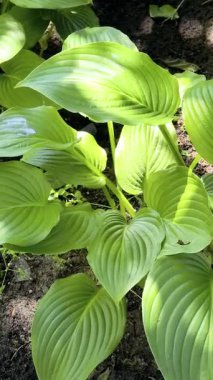 Nilüfer çiçeğinin narin yaprakları ve tomurcuklarının arasından görülen gür yeşil yapraklar doğal ve uyumlu bir bileşim oluşturur. Yeşil, güneşli, tropikal bir yer..