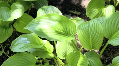 Nilüfer çiçeğinin narin yaprakları ve tomurcuklarının arasından görülen gür yeşil yapraklar doğal ve uyumlu bir bileşim oluşturur. Yeşil, güneşli, tropikal bir yer..