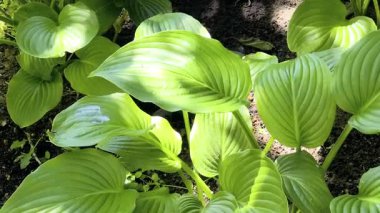 Nilüfer çiçeğinin narin yaprakları ve tomurcuklarının arasından görülen gür yeşil yapraklar doğal ve uyumlu bir bileşim oluşturur. Yeşil, güneşli, tropikal bir yer..