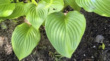 Nilüfer çiçeğinin narin yaprakları ve tomurcuklarının arasından görülen gür yeşil yapraklar doğal ve uyumlu bir bileşim oluşturur. Yeşil, güneşli, tropikal bir yer..