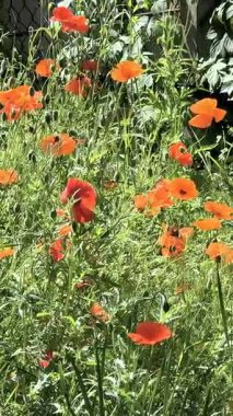 Gün batımında kırmızı gelincikler ve diğer kır çiçekleri. Yaz doğası kavramı. Kavram: doğa, ilkbahar, biyoloji, fauna, çevre, ekosistem.