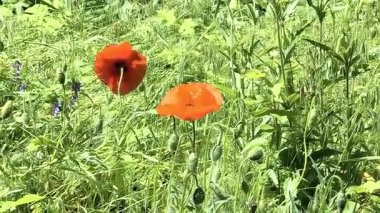 Gün batımında kırmızı gelincikler ve diğer kır çiçekleri. Yaz doğası kavramı. Kavram: doğa, ilkbahar, biyoloji, fauna, çevre, ekosistem.