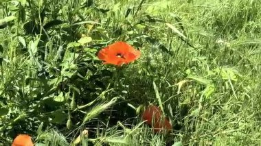 Gün batımında kırmızı gelincikler ve diğer kır çiçekleri. Yaz doğası kavramı. Kavram: doğa, ilkbahar, biyoloji, fauna, çevre, ekosistem.