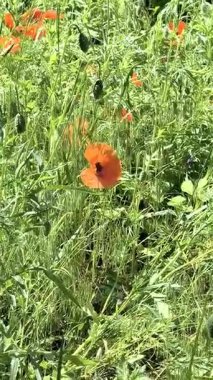 Gün batımında kırmızı gelincikler ve diğer kır çiçekleri. Yaz doğası kavramı. Kavram: doğa, ilkbahar, biyoloji, fauna, çevre, ekosistem.
