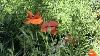 Gün batımında kırmızı gelincikler ve diğer kır çiçekleri. Yaz doğası kavramı. Kavram: doğa, ilkbahar, biyoloji, fauna, çevre, ekosistem.