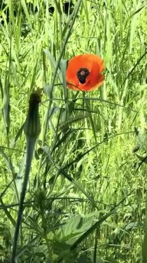 Gün batımında kırmızı gelincikler ve diğer kır çiçekleri. Yaz doğası kavramı. Kavram: doğa, ilkbahar, biyoloji, fauna, çevre, ekosistem.