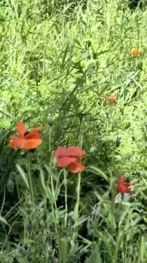 Gün batımında kırmızı gelincikler ve diğer kır çiçekleri. Yaz doğası kavramı. Kavram: doğa, ilkbahar, biyoloji, fauna, çevre, ekosistem.