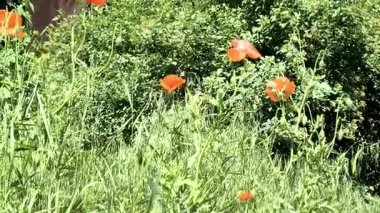 Gün batımında kırmızı gelincikler ve diğer kır çiçekleri. Yaz doğası kavramı. Kavram: doğa, ilkbahar, biyoloji, fauna, çevre, ekosistem.