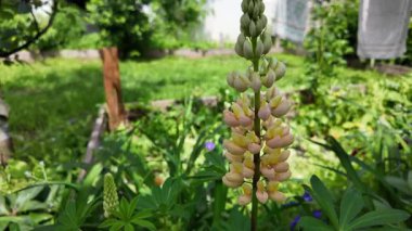 Hafif lupin çiçeği. Lupine renkli çiçek açar. Renkli ve renkli çiçekler tamamen çiçek açmış. Yüksek kalitede yavaş çekim videosu.