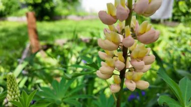 Hafif lupin çiçeği. Lupine renkli çiçek açar. Renkli ve renkli çiçekler tamamen çiçek açmış. Yüksek kalitede yavaş çekim videosu.