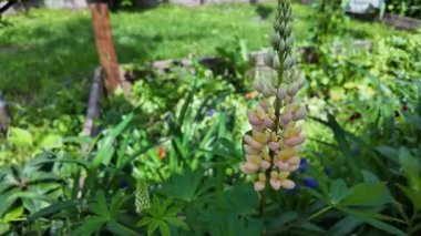 Hafif lupin çiçeği. Lupine renkli çiçek açar. Renkli ve renkli çiçekler tamamen çiçek açmış. Yüksek kalitede yavaş çekim videosu.