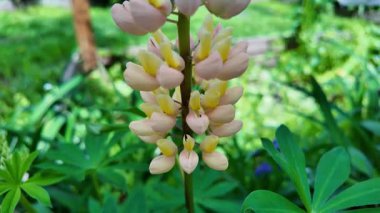 Hafif lupin çiçeği. Lupine renkli çiçek açar. Renkli ve renkli çiçekler tamamen çiçek açmış. Yüksek kalitede yavaş çekim videosu.