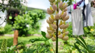 Hafif lupin çiçeği. Lupine renkli çiçek açar. Renkli ve renkli çiçekler tamamen çiçek açmış. Yüksek kalitede yavaş çekim videosu.