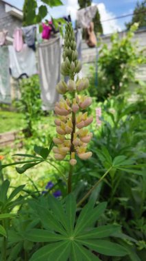 Hafif lupin çiçeği. Lupine renkli çiçek açar. Renkli ve renkli çiçekler tamamen çiçek açmış. Yüksek kalitede yavaş çekim videosu.