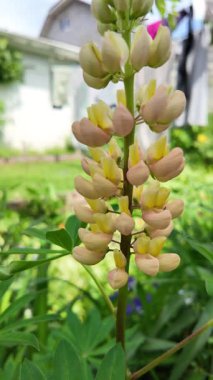 Hafif lupin çiçeği. Lupine renkli çiçek açar. Renkli ve renkli çiçekler tamamen çiçek açmış. Yüksek kalitede yavaş çekim videosu.