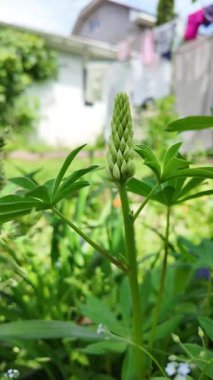 Hafif lupin çiçeği. Lupine renkli çiçek açar. Renkli ve renkli çiçekler tamamen çiçek açmış. Yüksek kalitede yavaş çekim videosu.