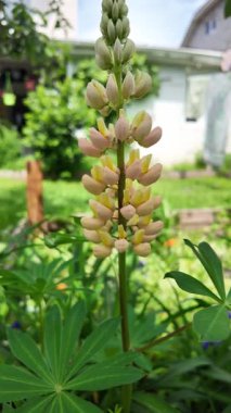 Hafif lupin çiçeği. Lupine renkli çiçek açar. Renkli ve renkli çiçekler tamamen çiçek açmış. Yüksek kalitede yavaş çekim videosu.