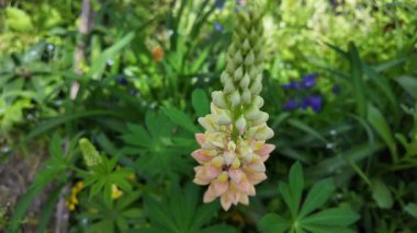 Hafif lupin çiçeği. Lupine renkli çiçek açar. Renkli ve renkli çiçekler tamamen çiçek açmış. Yüksek kalitede yavaş çekim videosu.