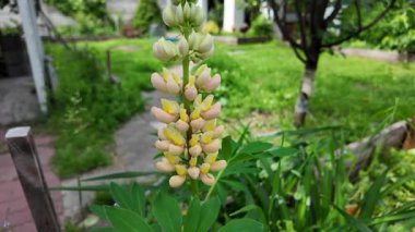 Hafif lupin çiçeği. Lupine renkli çiçek açar. Renkli ve renkli çiçekler tamamen çiçek açmış. Yüksek kalitede yavaş çekim videosu.