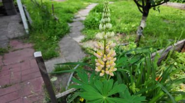 Hafif lupin çiçeği. Lupine renkli çiçek açar. Renkli ve renkli çiçekler tamamen çiçek açmış. Yüksek kalitede yavaş çekim videosu.
