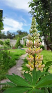 Hafif lupin çiçeği. Lupine renkli çiçek açar. Renkli ve renkli çiçekler tamamen çiçek açmış. Yüksek kalitede yavaş çekim videosu.