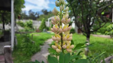 Hafif lupin çiçeği. Lupine renkli çiçek açar. Renkli ve renkli çiçekler tamamen çiçek açmış. Yüksek kalitede yavaş çekim videosu.