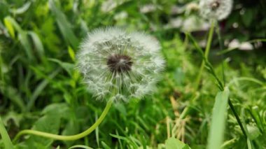 Beyaz karahindiba yavaş çekim videosu. Karahindiba ile ağır çekim video.