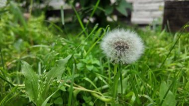 Beyaz karahindiba yavaş çekim videosu. Karahindiba ile ağır çekim video.