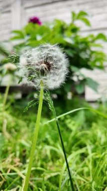 Beyaz karahindiba yavaş çekim videosu. Karahindiba ile ağır çekim video.