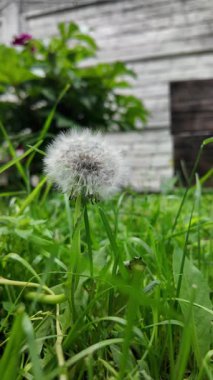 Beyaz karahindiba yavaş çekim videosu. Karahindiba ile ağır çekim video.
