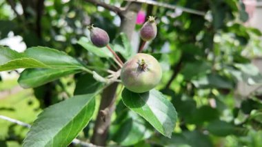 Dallardaki küçük elmalar. Elmalı elma ağacı.
