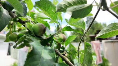 Dallardaki küçük elmalar. Elmalı elma ağacı.