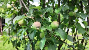 Dallardaki küçük elmalar. Elmalı elma ağacı.