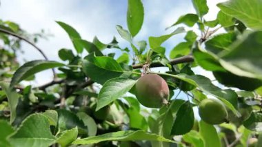 Dallardaki küçük elmalar. Elmalı elma ağacı.