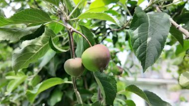 Dallardaki küçük elmalar. Elmalı elma ağacı.