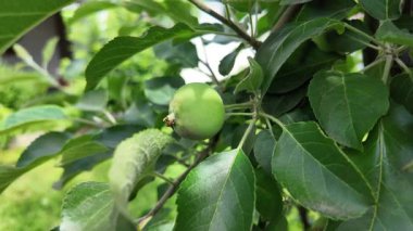 Dallardaki küçük elmalar. Elmalı elma ağacı.