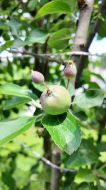 Dallardaki küçük elmalar. Elmalı elma ağacı.