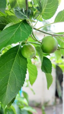 Dallardaki küçük elmalar. Elmalı elma ağacı.