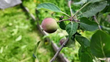 Dallardaki küçük elmalar. Elmalı elma ağacı.