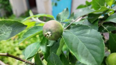 Dallardaki küçük elmalar. Elmalı elma ağacı.