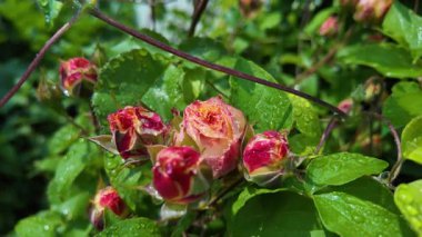 Yazın yağmurdan sonra yapraklara su damlaları damlayan çiçek tomurcukları ile nemli gül bitkisi. Yağmur damlalı gül goncası, seçici odağı kapat, yavaş çekim videosu.