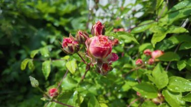 Yazın yağmurdan sonra yapraklara su damlaları damlayan çiçek tomurcukları ile nemli gül bitkisi. Yağmur damlalı gül goncası, seçici odağı kapat, yavaş çekim videosu.