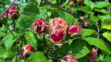 Yazın yağmurdan sonra yapraklara su damlaları damlayan çiçek tomurcukları ile nemli gül bitkisi. Yağmur damlalı gül goncası, seçici odağı kapat, yavaş çekim videosu.
