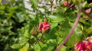 Yazın yağmurdan sonra yapraklara su damlaları damlayan çiçek tomurcukları ile nemli gül bitkisi. Yağmur damlalı gül goncası, seçici odağı kapat, yavaş çekim videosu.