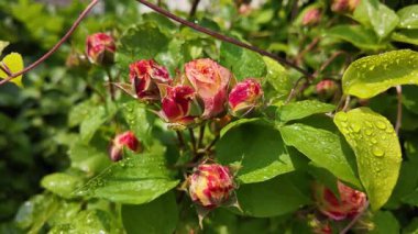 Yazın yağmurdan sonra yapraklara su damlaları damlayan çiçek tomurcukları ile nemli gül bitkisi. Yağmur damlalı gül goncası, seçici odağı kapat, yavaş çekim videosu.