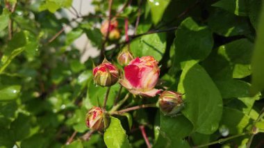 Yazın yağmurdan sonra yapraklara su damlaları damlayan çiçek tomurcukları ile nemli gül bitkisi. Yağmur damlalı gül goncası, seçici odağı kapat, yavaş çekim videosu.
