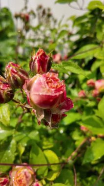 Yazın yağmurdan sonra yapraklara su damlaları damlayan çiçek tomurcukları ile nemli gül bitkisi. Yağmur damlalı gül goncası, seçici odağı kapat, yavaş çekim videosu.