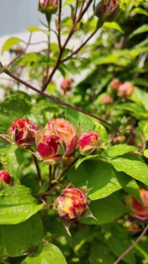 Yazın yağmurdan sonra yapraklara su damlaları damlayan çiçek tomurcukları ile nemli gül bitkisi. Yağmur damlalı gül goncası, seçici odağı kapat, yavaş çekim videosu.